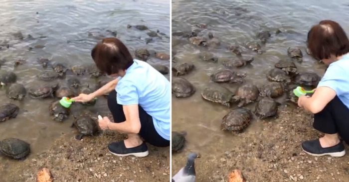  Amazingly, when a woman approaches them with a brush, turtles line up for a scrub