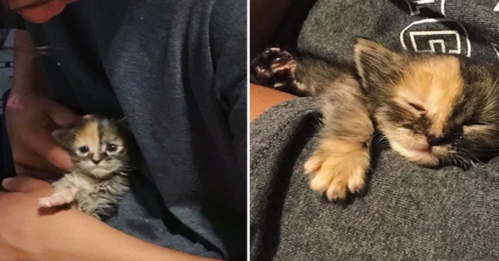  This kitten insists on staying with him after being found in a field