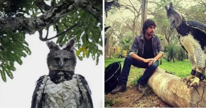  Look at this enormous harpy eagle; it resembles a person dressed in costume