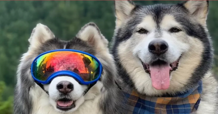  The blind husky is devastated, and he gets his own „guide dog“