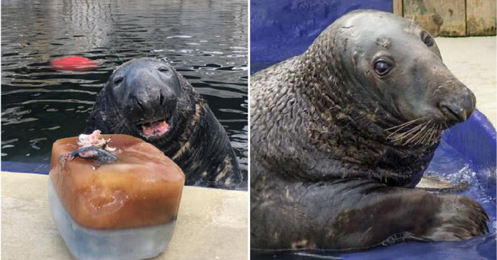  On his 31st birthday, the charming seal enjoyed his enormous ice fish birthday cake with excitement