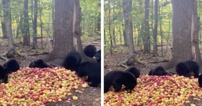  The unexpected display of happiness by black bear cubs finding apples