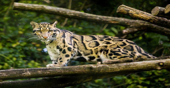  Taiwan is home to leopards that were thought to be extinct after being last observed in 1983
