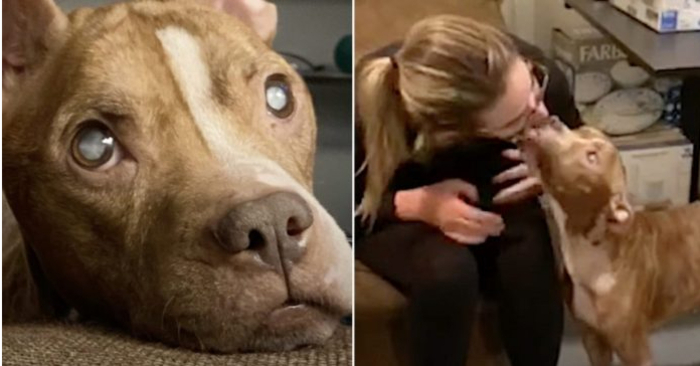  A blind, adorable puppy sees her parents for the first time