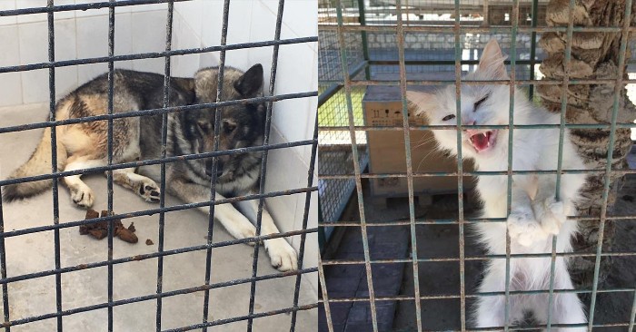  Poor zoo imprisons cats and dogs in Saudi Arabia