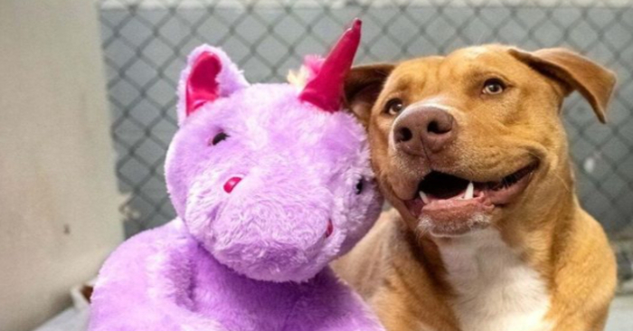  A multicolored unicorn plush toy for an abandoned and stray dog