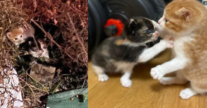  Kittens emerge from the bushes in a group and clamber onto the rescuer