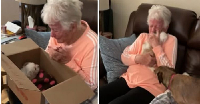  Adorable grandmother sobs after receiving a new puppy from the family