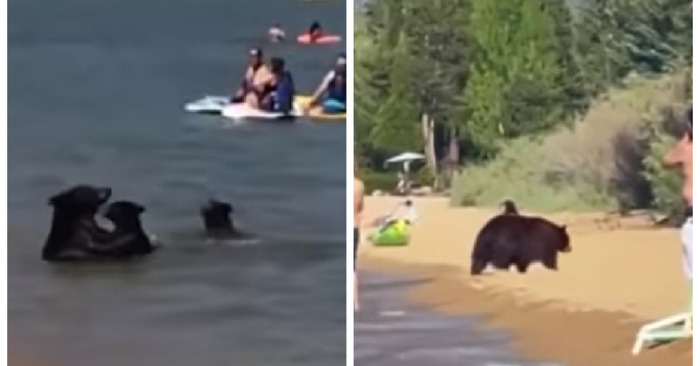  A mother black bear casually takes her three cubs swimming while there are other swimmers around