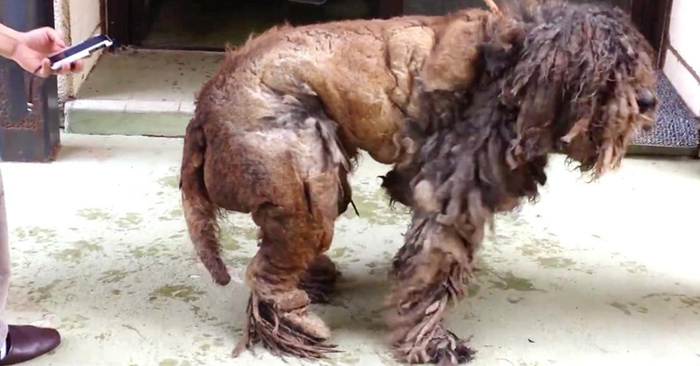  After years of ignorance, this dog underwent an impressive transformation