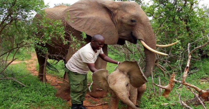  Elephant mother brings her young to meet those who helped save her life