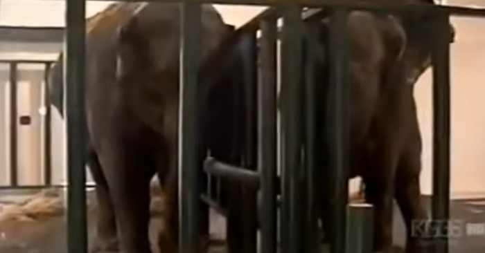  The two former circus elephants reunite and recognize each other