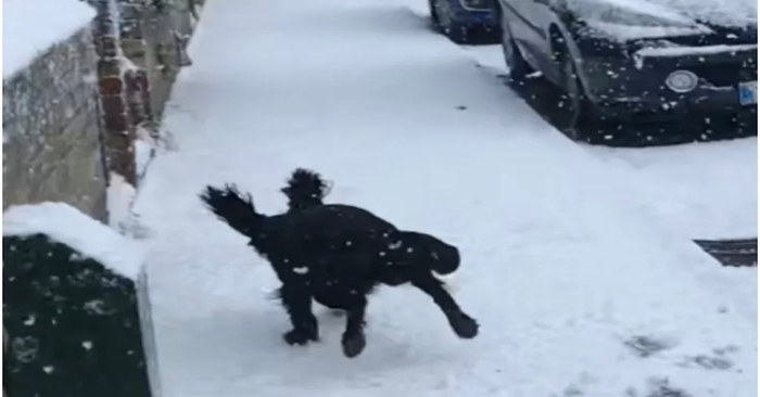  Little dog’s unique response to seeing snow, warms hearts