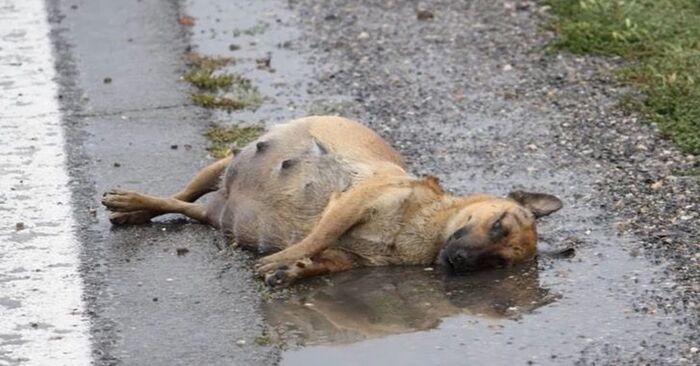  Without assistance from humans, a pregnant dog was struggling for her life