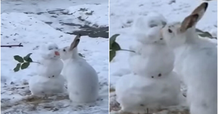  An adorable and hilarious bunny who is simply clutching the carrot-shaped snowman’s nose