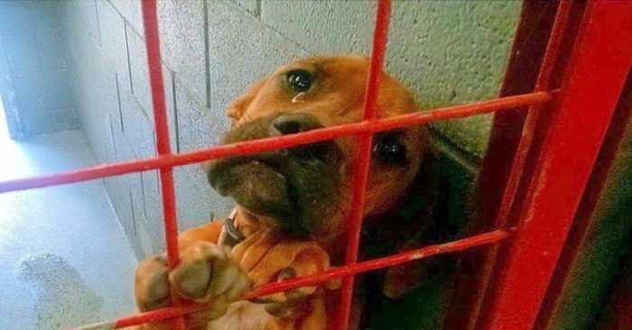  The animal shelter decided to post the dog’s photo online as a final resort after she cried all night