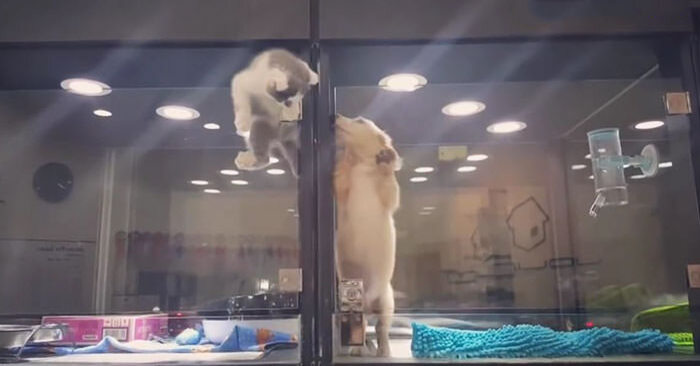  Escaped kitten meets its lonely dog friend in pet store display