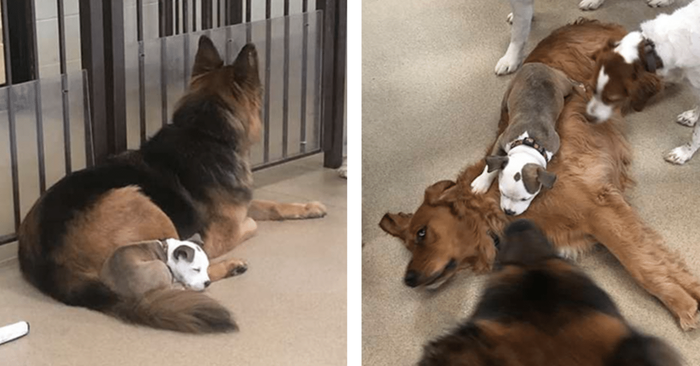  Cute creature: this lovely dog loves to nap on the backs of fluffy and warm-coated dogs