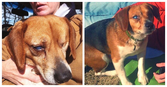  Until he met his new mother, a beagle who lost his eyes was all by himself