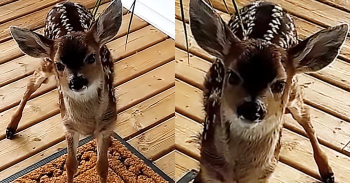  How cute it is: a cute deer decided to come to the man’s door and her beautiful cries pissed him off