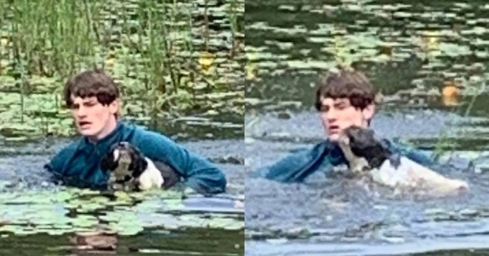  Beautiful act: a brave guy went down to the lake, and saved the dog unfamiliar from drowning