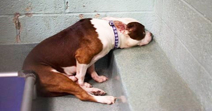  In a shelter, this dog is quite dejected and unable to raise its head