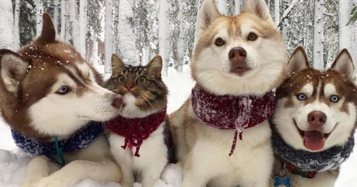  Cute scene: this cat was saved by beautiful Husky now she considers herself a huge dog like them
