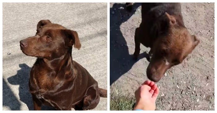  A touching story: a cute lonely dog keeps returning to the same place, hoping that someone will save him