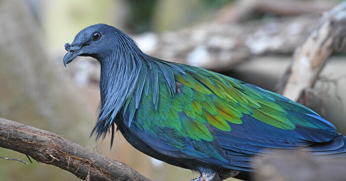  Interesting nature: a terminal Nicobar pigeon conquers everyone with its bright colors