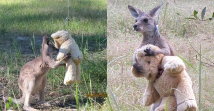  Dear scene: an orphan Kangaroo always with his favorite toy and does not want to part with him