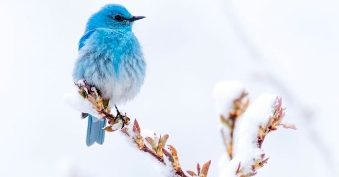  It was like a piece of sky fell to the ground: a fluffy bird fascinates with its sky blue plumage
