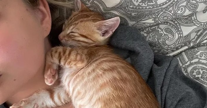  The lonely kitten is already happy because this kind couple found him and could not leave him alone