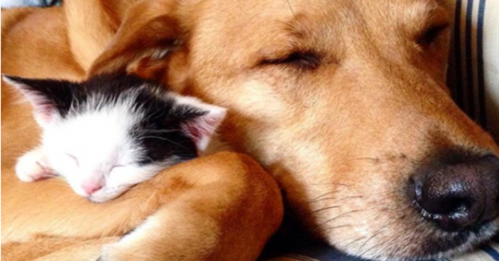  What a wonderful story: a saved dog in a cat shelter became the father of more than 60 kittens