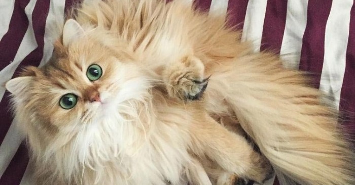  Diese einzigartige Katze ist das fotogenste Tier der Welt, und sie ist so süß