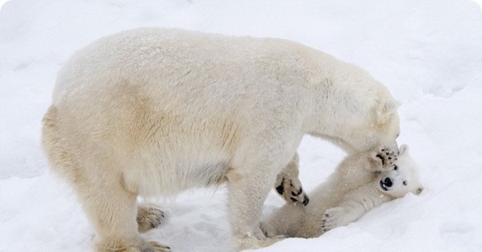  Es ist so niedlich zu sehen, wie die weiße Bärenmama und ihr Baby in Finnland im Schnee spielen