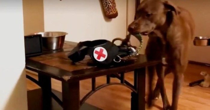  Ein einzigartiger Hund mit einem hohen IQ hilft seinem behinderten Besitzer nicht nur im Haushalt