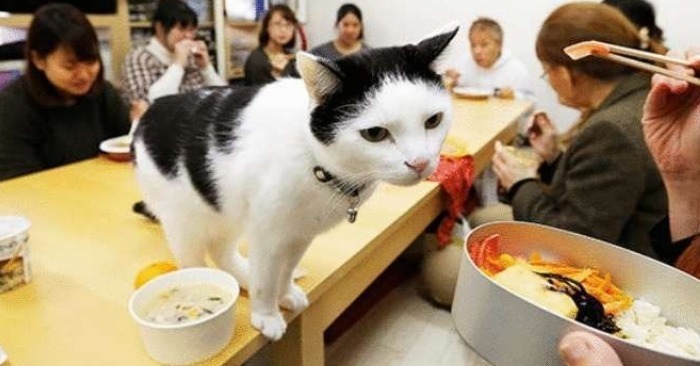  Kreatives japanisches Unternehmen lässt Mitarbeiter mit einer Katze zur Arbeit kommen, um sich zu freuen