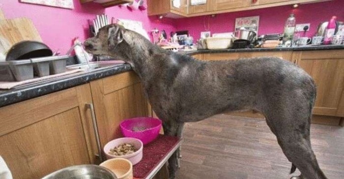  Der schöne Freddy ist der größte Hund der Welt, der größer ist als sein Besitzer