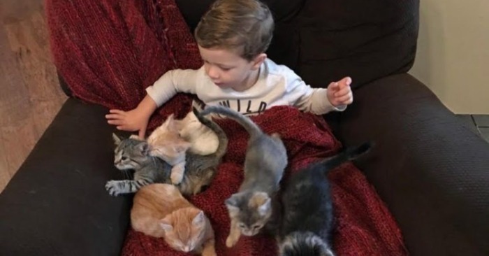  Kleiner freundlicher Junge liebt Kätzchen aus dem Tierheim und hilft seiner Mutter immer, sie zu füttern