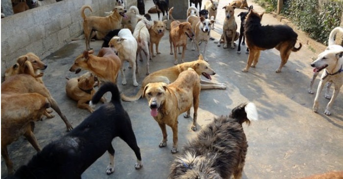  Eine herzerwärmende Zuflucht: Café bietet streunenden Hunden jede Nacht eine warme Unterkunft und Futter