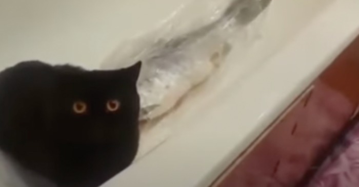  Lustige Katze stahl Fisch und versteckte sich sofort im Badezimmer, und der Besitzer erzählte im Internet davon