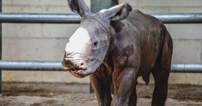  Wunder im Virginia Wildlife Center: Mutter Nashorn bringt seltenes Kalb zur Welt