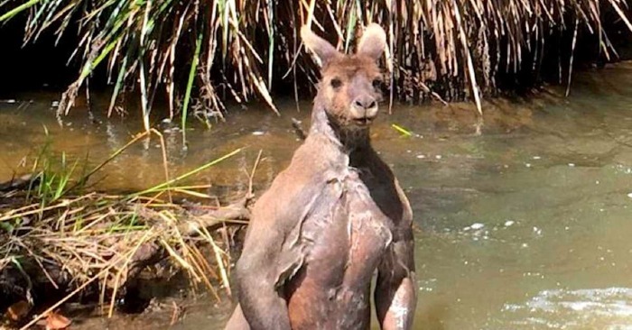  Unglaublicher Akt der Freundlichkeit: Australier retten verzweifeltes Känguru aus dem Wasser