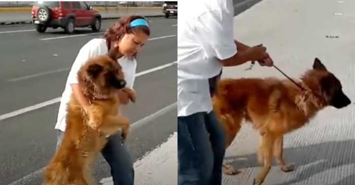  Rettung auf der Autobahn: Schnelles Handeln der Frau rettet Schäferhund das Leben