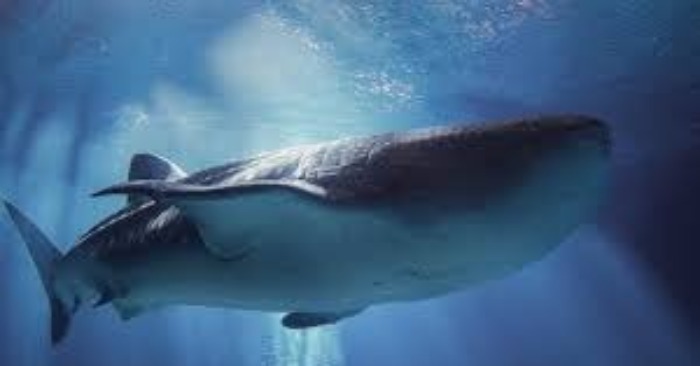 „Faszinierende Begegnung“ Ein riesiger Wal erinnerte die Menschen an seine Anwesenheit und überraschte alle Touristen