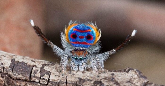  Der Tanz der Spinnen in einer einzigartigen Natur wird sicherlich jeden überraschen