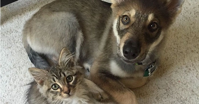  „Schmilzt Herzen“: Hund holt eine Katze aus dem Tierheim und schließt Freundschaft