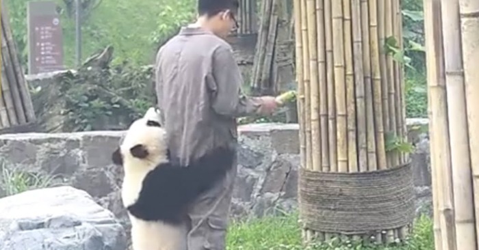  Niedlichkeit im Überfluss: Baby-Pandas liebevolle Bemühungen, das vielbeschäftigte Kindermädchen zu knuddeln