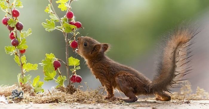  Ein Fotograf hat sechs Jahre lang Eichhörnchen gefilmt, und das Ergebnis ist atemberaubend und faszinierend